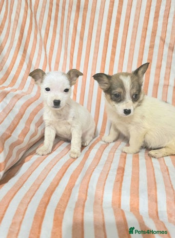 Jack Russell dogs Miniature jack Russell puppies - Advert 1