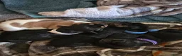 Mixed Breed dogs for sale: French bull weiner puppies - Advert 2