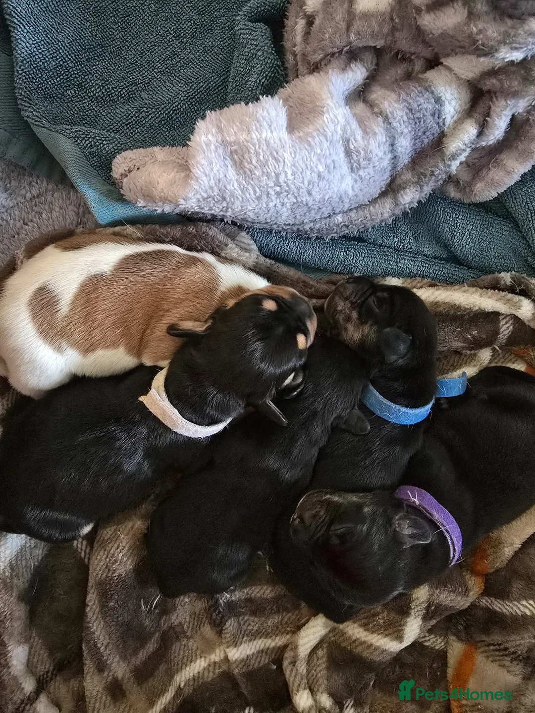 Mixed Breed dogs for sale: French bull weiner puppies - Advert 2