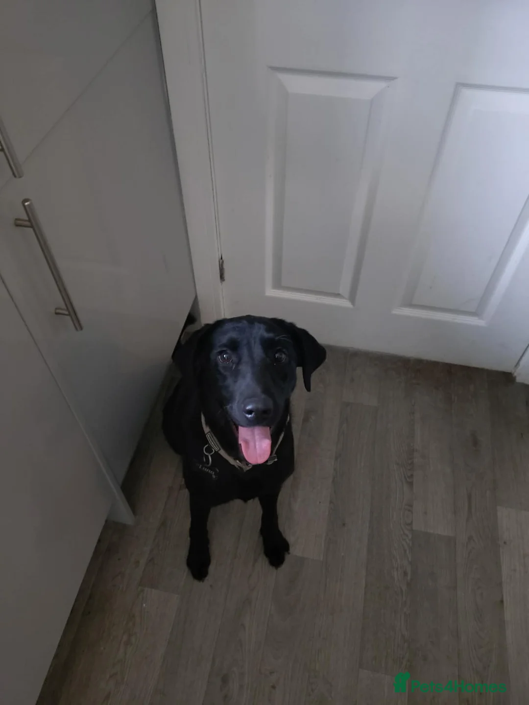 Labrador Retriever dogs for sale: Luna 1 year old Labrador  in Barnetby - Advert 2