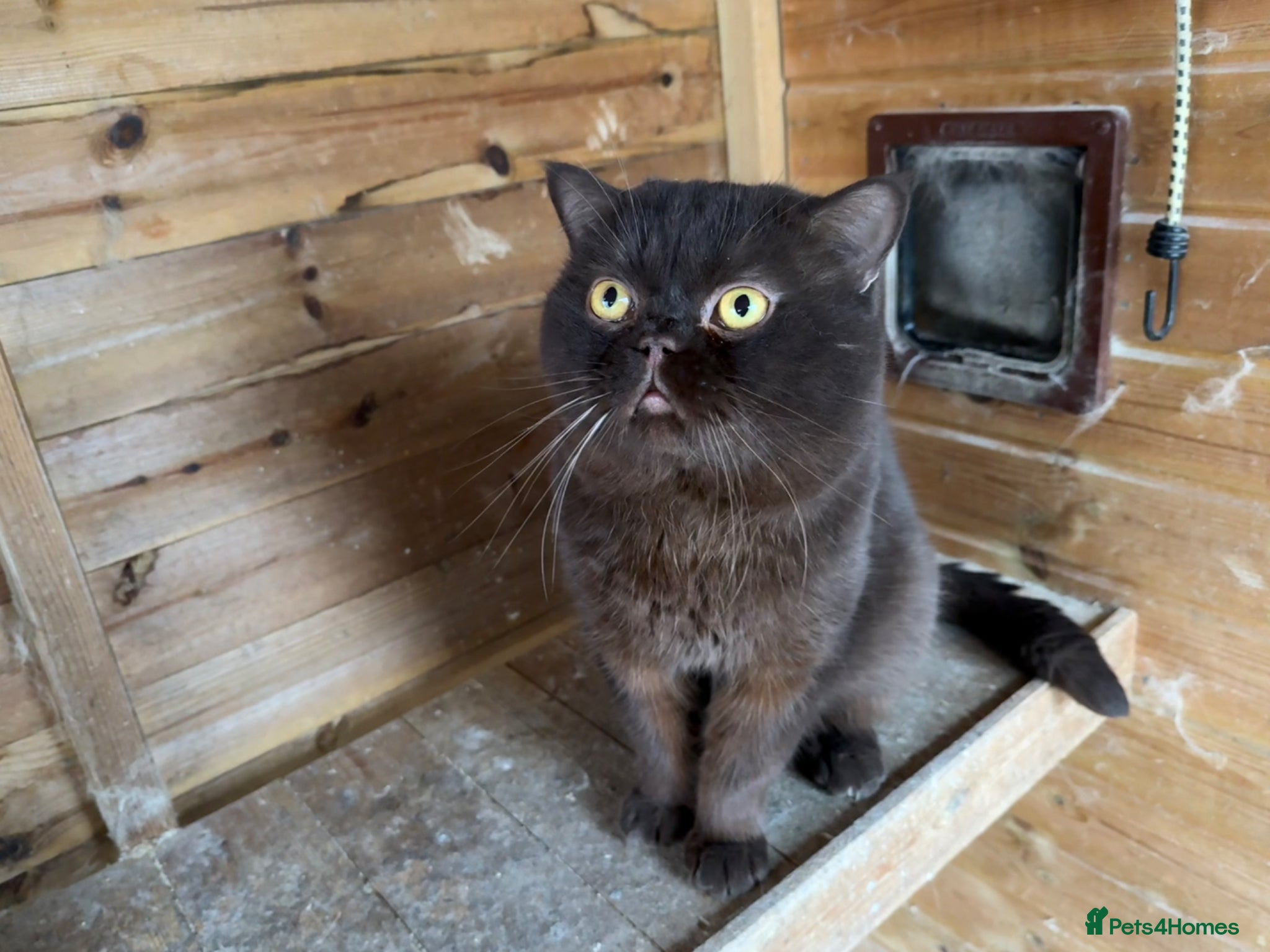 British Shorthair cats Chocolate British Short Hair  - Advert 5