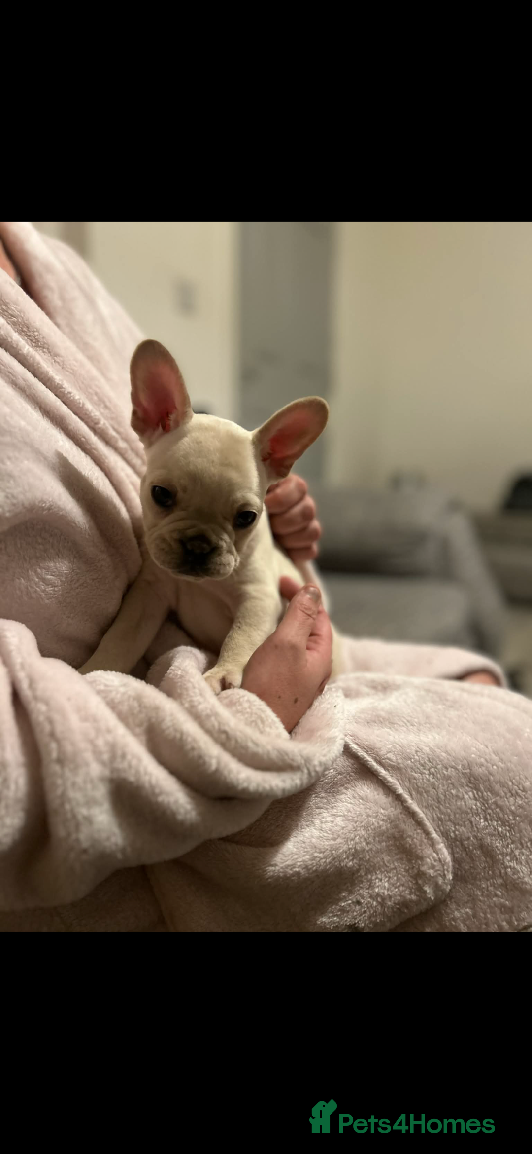 French Bulldog dogs for sale: French bulldog pups ready Now reduced‼️ - Advert 18