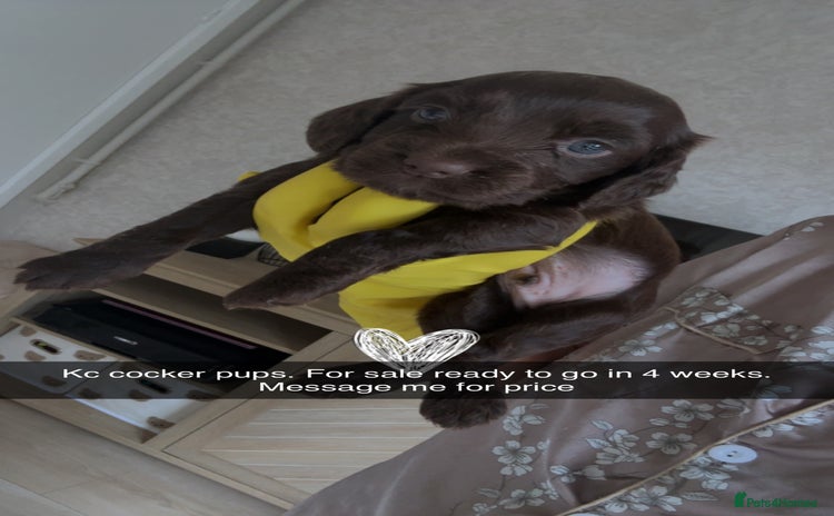 Cocker Spaniel dogs - Advert 8