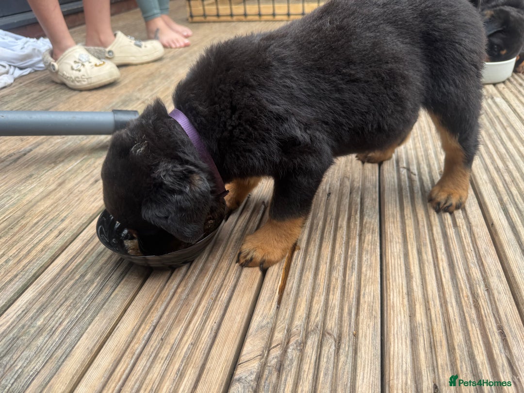 Rottweiler dogs for sale: Rottweiler chunky Puppies *READY TO LEAVE* - Image 16