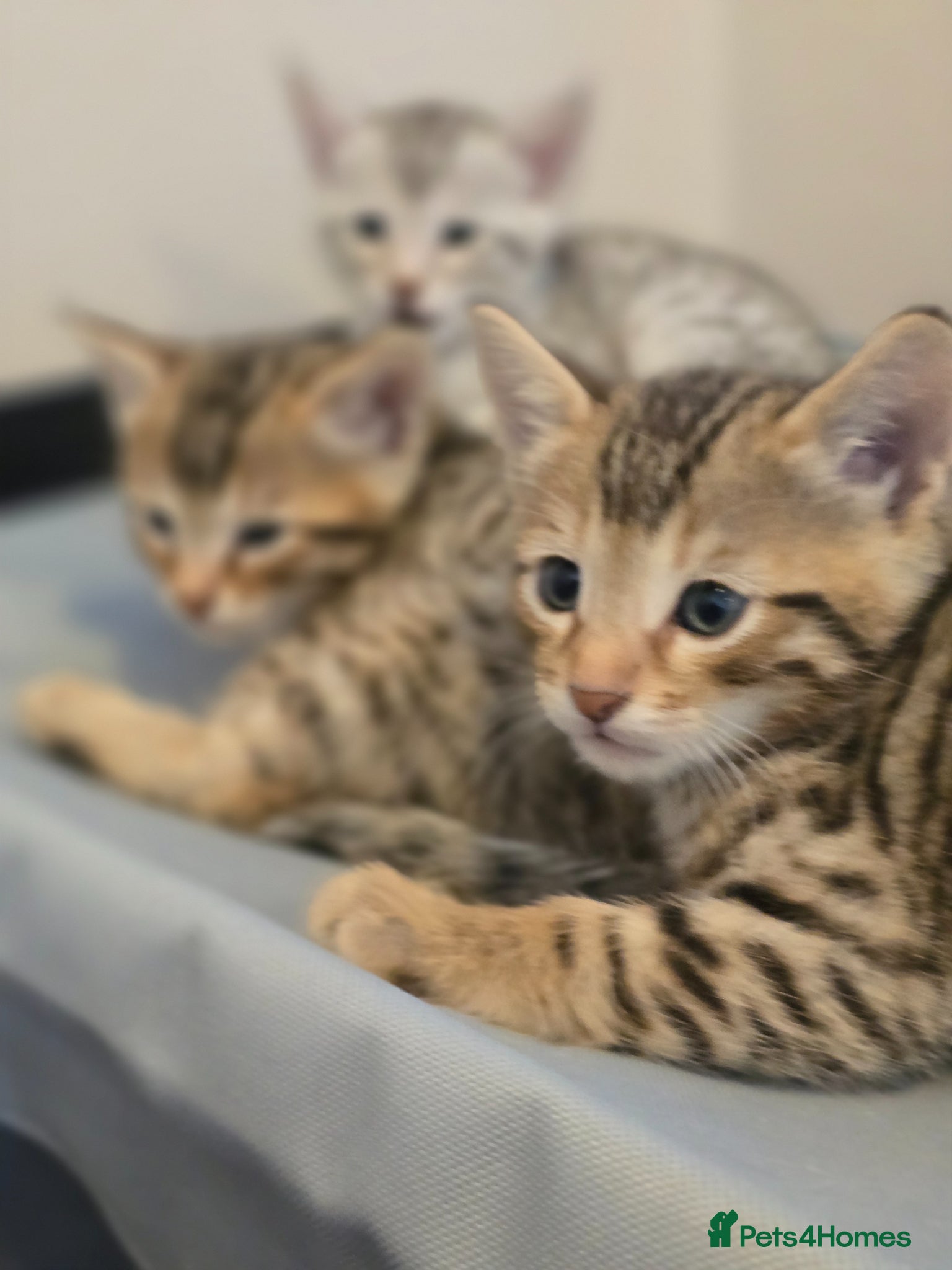 Bengal cats Bengal kittens  - Advert 2