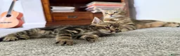 Mixed Breed cats for sale: Tabby Kittens For Sale - Advert 13
