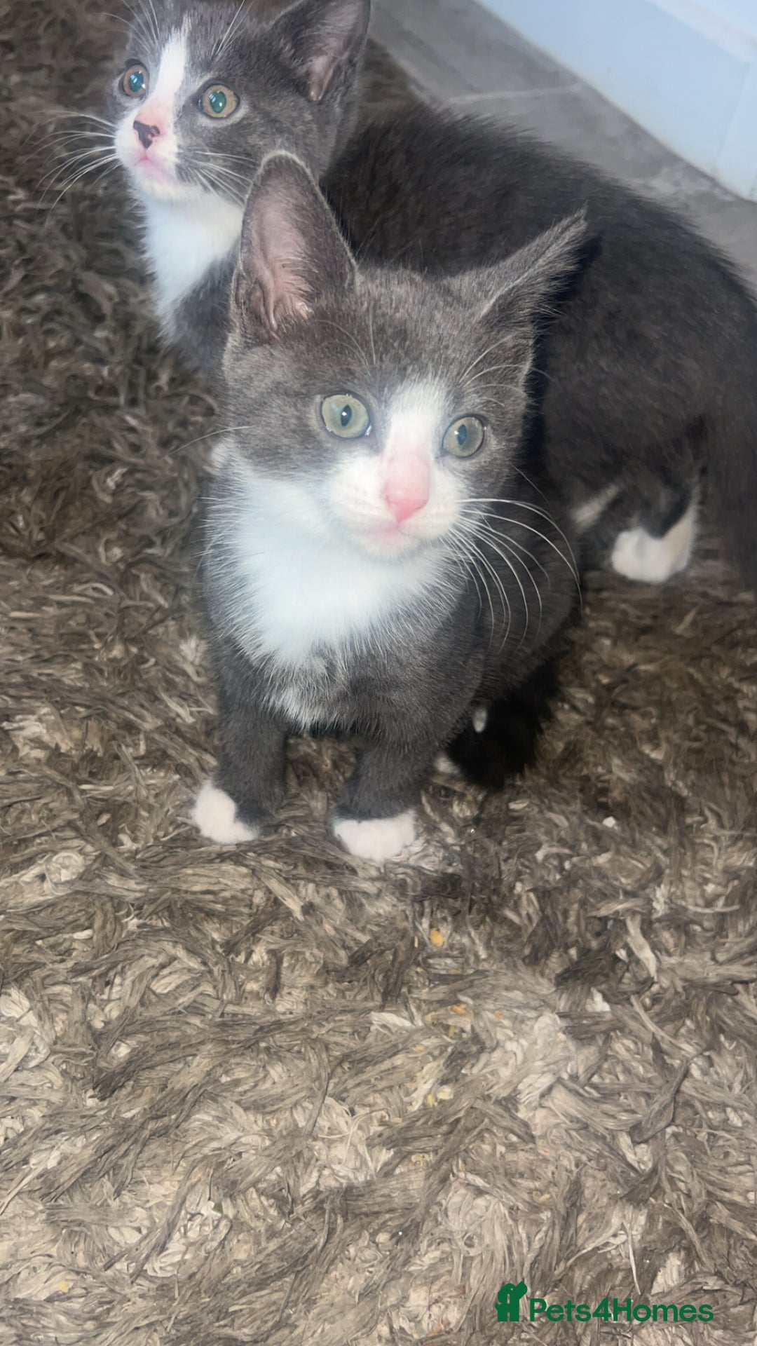 Mixed Breed cats for sale: Beautiful kittens  - Image 10