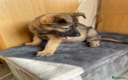 German Shepherd dogs for sale: German shepherd  - Image 2