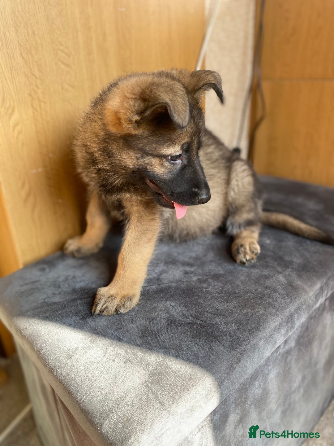 German Shepherd dogs for sale: German shepherd  - Image 2