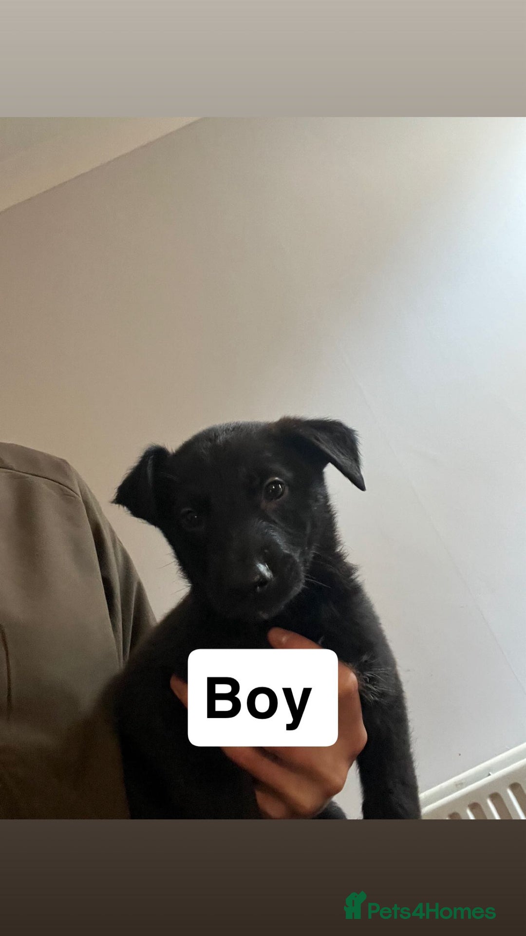 Mixed Breed dogs for sale: German shepard x - Advert 3