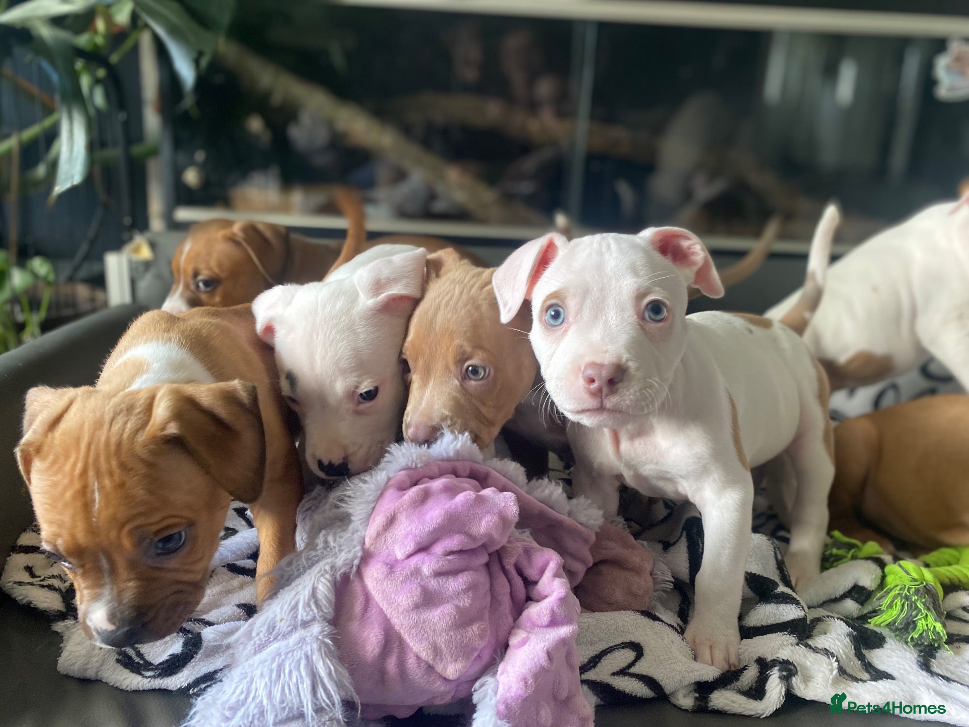Mixed Breed dogs Ready to go on oct 22nd 🏡💕 - Advert 9