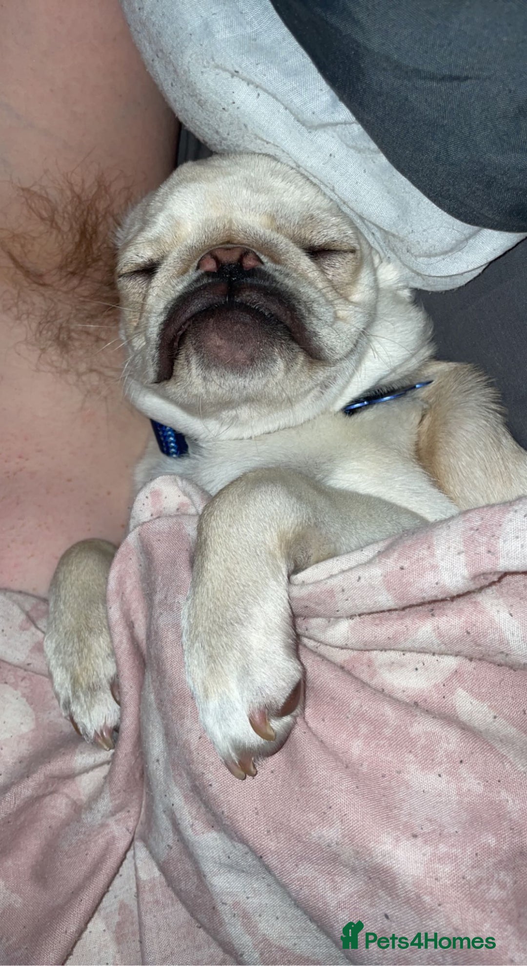 Pug dogs for sale: Pablo the pug  - Image 5