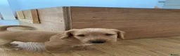 Jackapoo dogs for sale: Jacapoo pups for sale  - Advert 5
