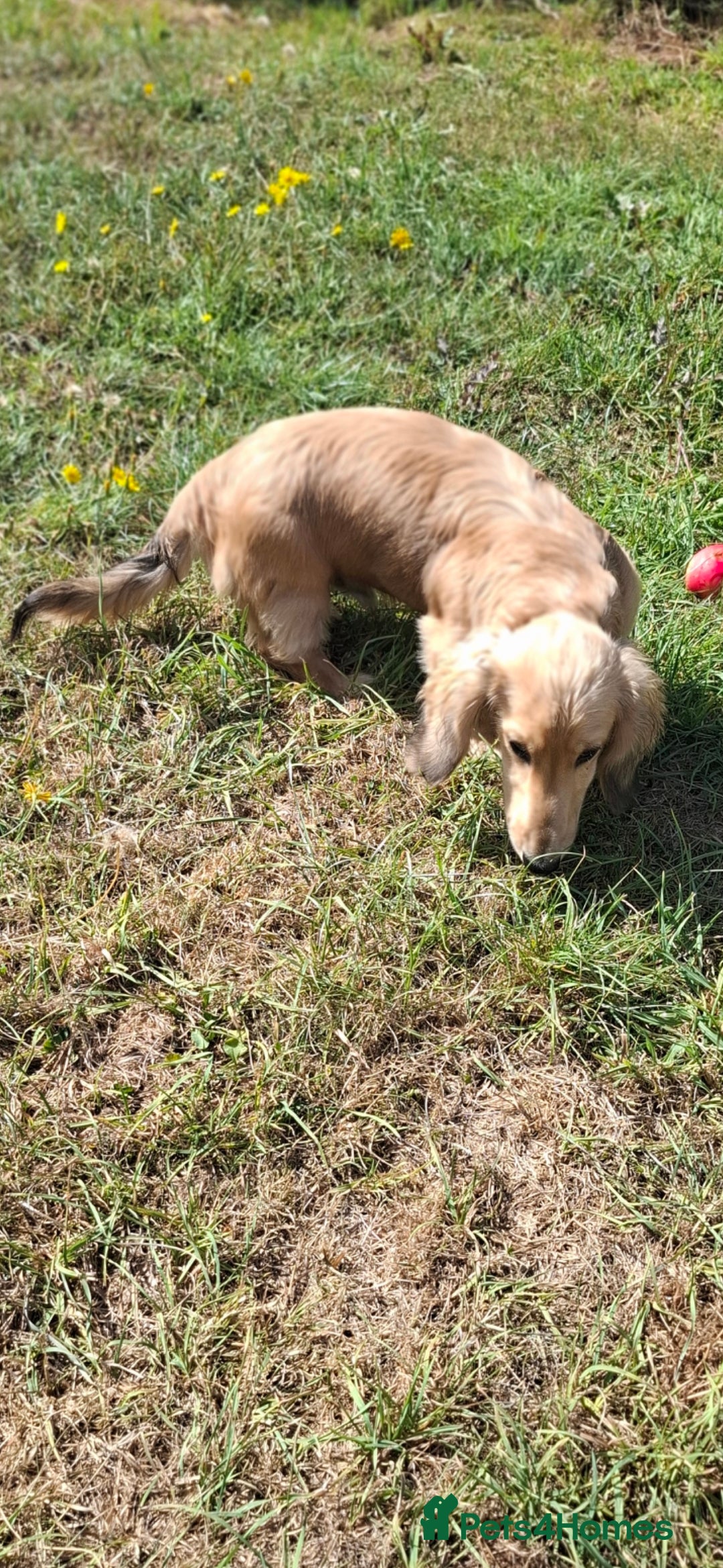 Miniature Dachshund dogs for sale: Long haired Shaded Cream Boy  in Banwell - Image 4