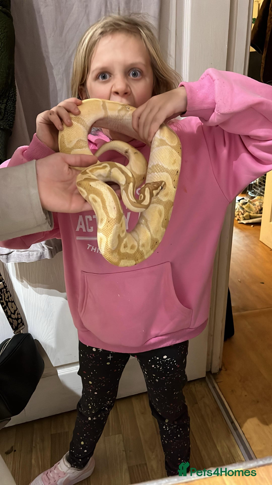 Python Snake reptiles for sale: Banana Ball Python - Advert 1