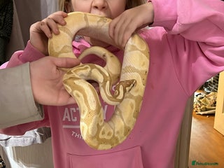Python Snake reptiles Banana Ball Python - Advert 1