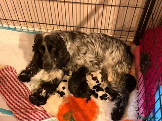 Cocker Spaniel dogs Show cockers born - Advert 1