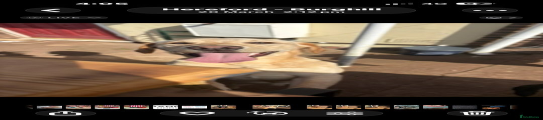 Labrador Retriever Puppy 1