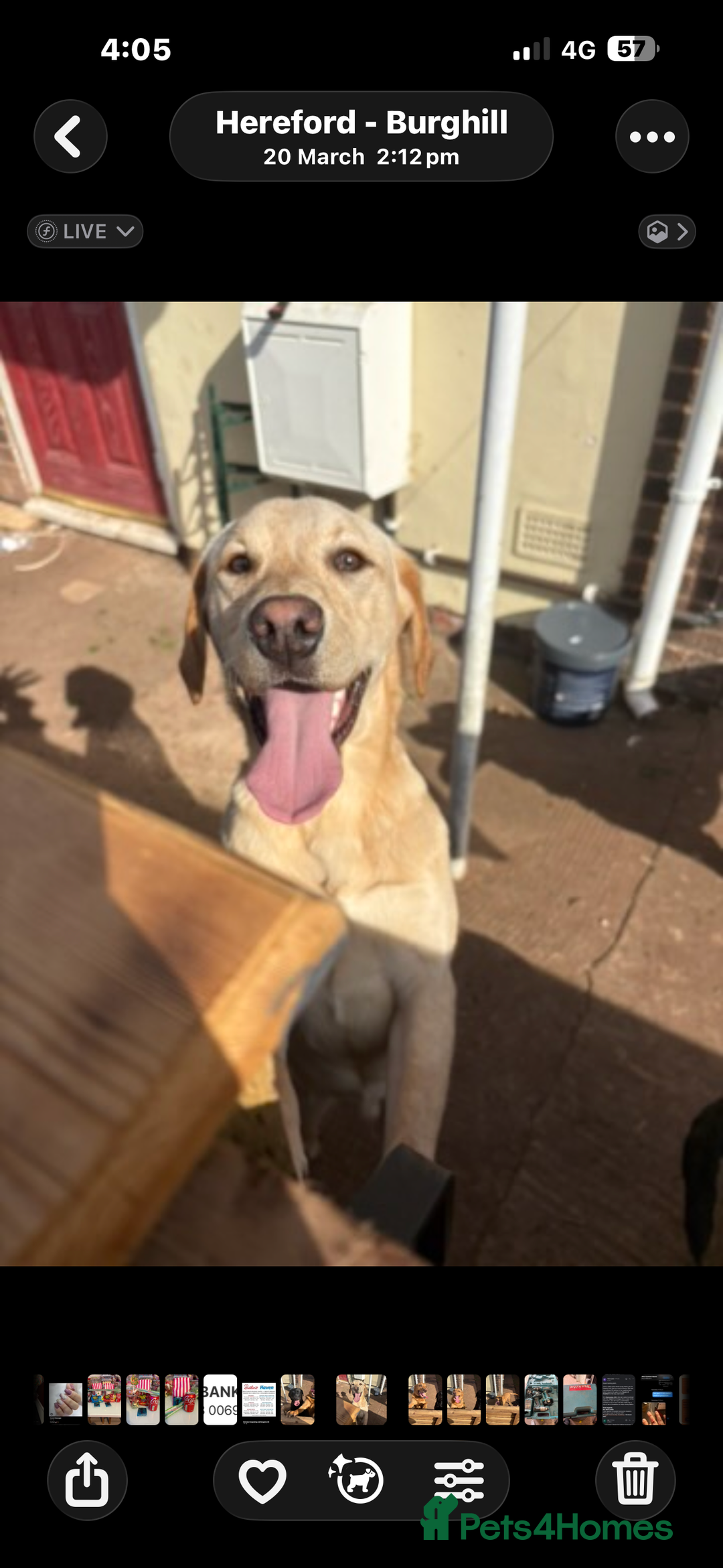 Labrador Retriever dogs for sale: Mum and son need to be rehomed hopefully together - Advert 9