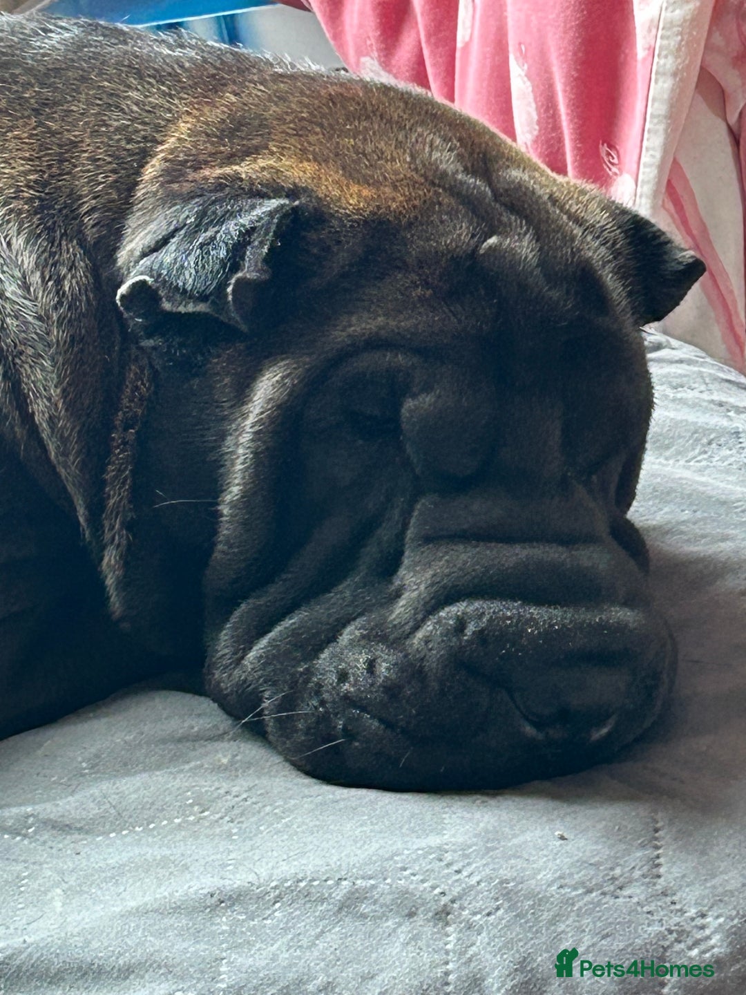 Shar Pei dogs for sale: 2 females 3 males Shar pei pups - Image 2