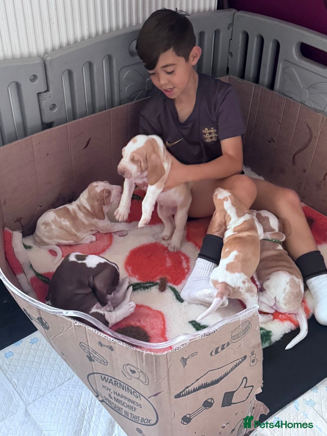 Bracco Italiano dogs for sale: Beautiful Bracco Pupoies - Image 9