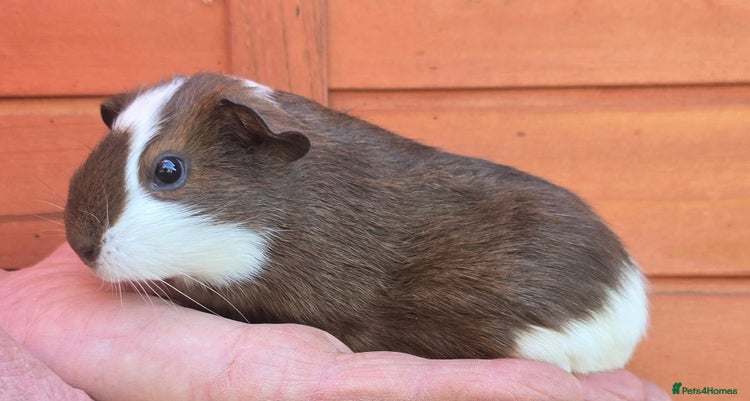 Guinea Pig rodents - Advert 2