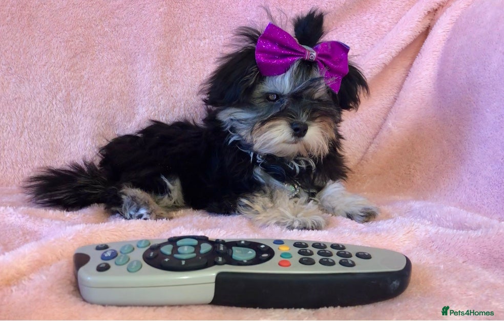 Maltipoo dogs **Phantom F1 Maltese x Toy Poodle Maltipoo Puppy** - Advert 1