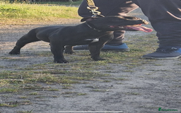 Staffordshire Bull Terrier dogs for sale: Nova  - Image 1