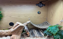 Bearded Dragon reptiles for sale: 12 month old bearded Dragon  - Image 9