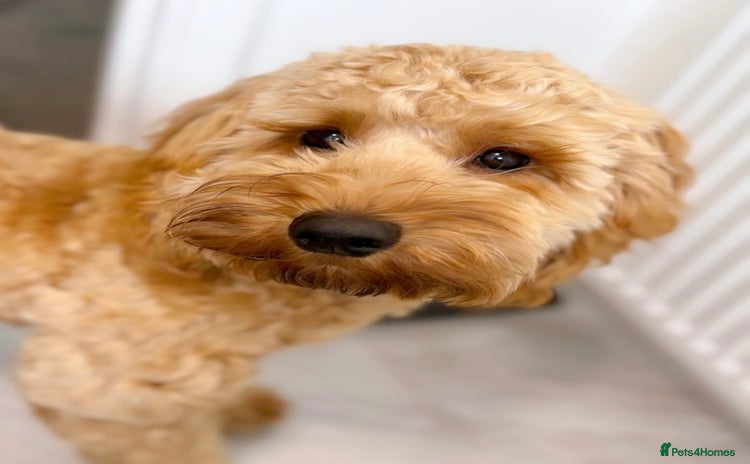 Cockapoo dogs - Advert 1
