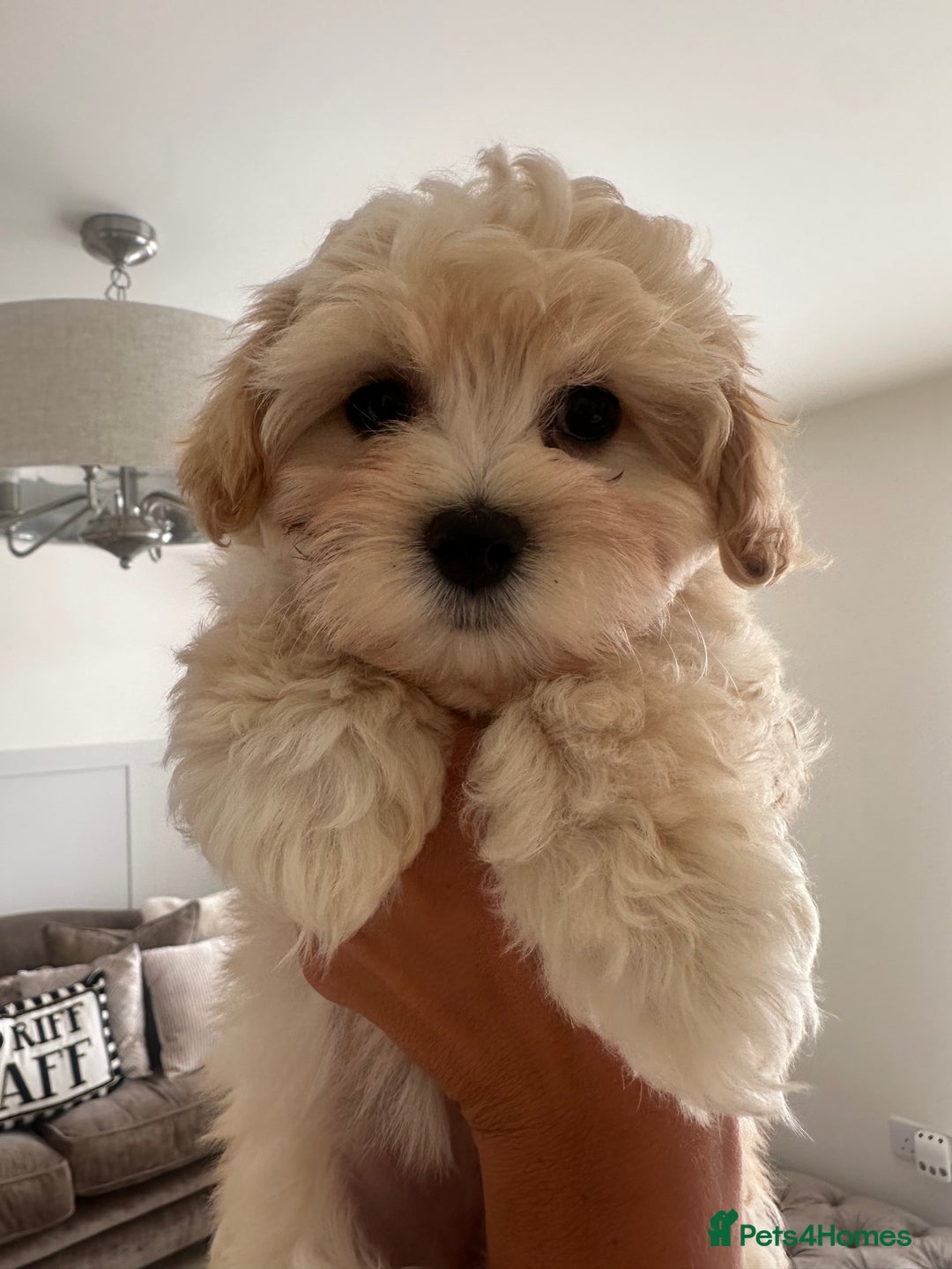 Maltipoo dogs for sale: F1 Maltipoo puppies  - Image 1