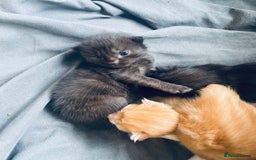Bengal cats for sale: Kittens for sale  - Image 18