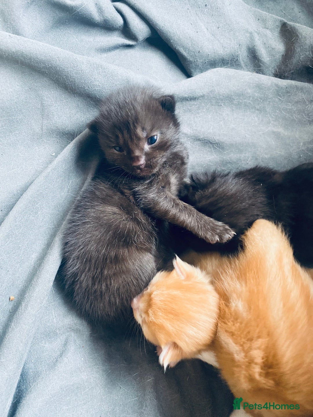 Bengal cats for sale: Kittens for sale  - Image 18
