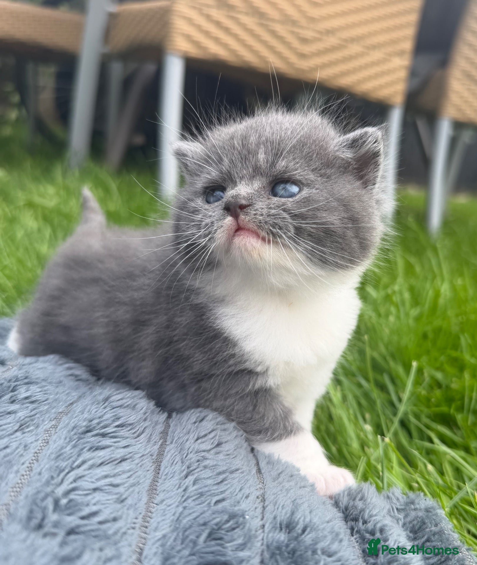 British Shorthair cats British shorthair  - Advert 1