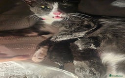 British Shorthair cats for sale: Grey and white  - Image 2