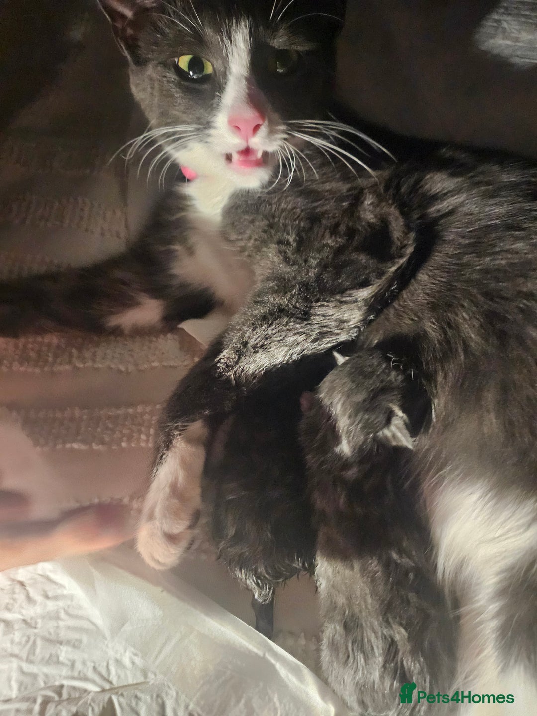 British Shorthair cats for sale: Grey and white  - Image 2