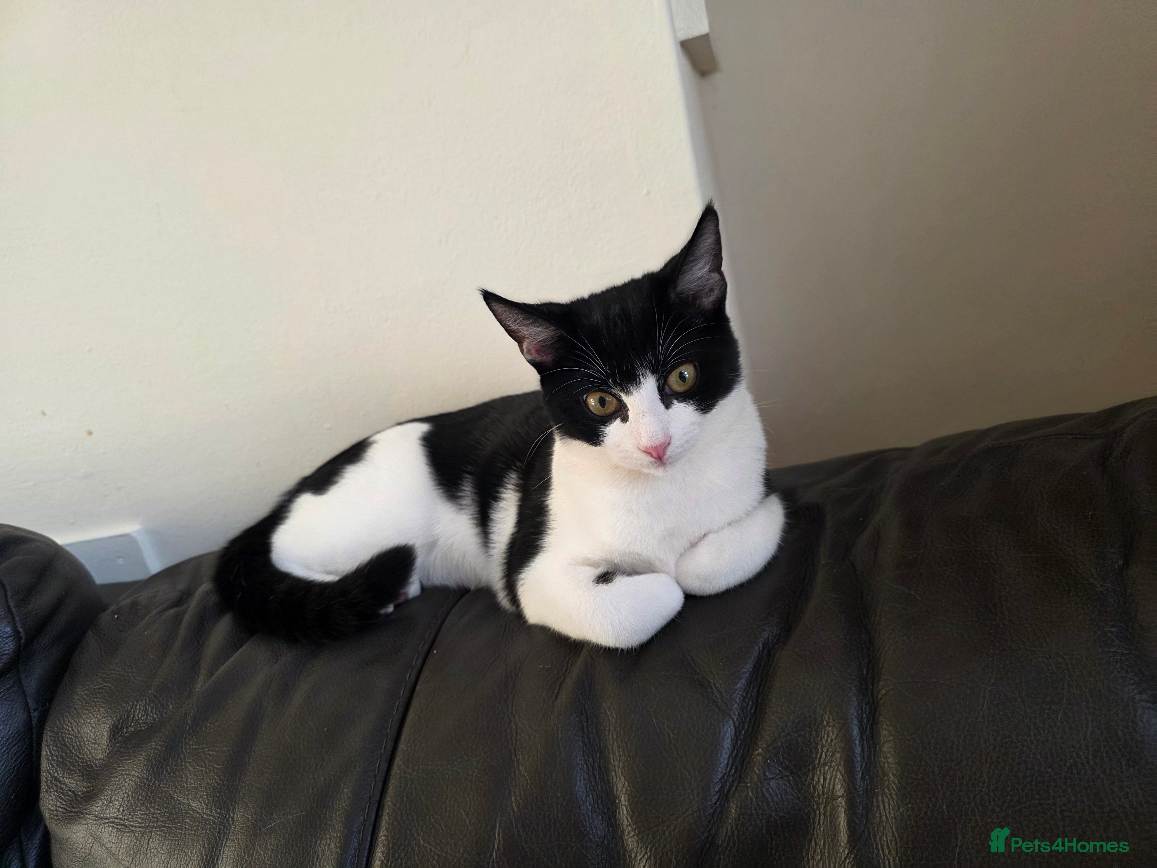 Mixed Breed cats Black and white cat for rehoming  - Advert 8