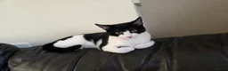 Mixed Breed cats for sale: Black and white cat for rehoming  in Grantham - Advert 5