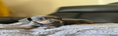 Dachshund Puppy 1