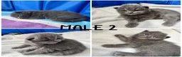 Maine Coon cats for sale: MAGICAL MAINE COON KITTENS - Advert 16