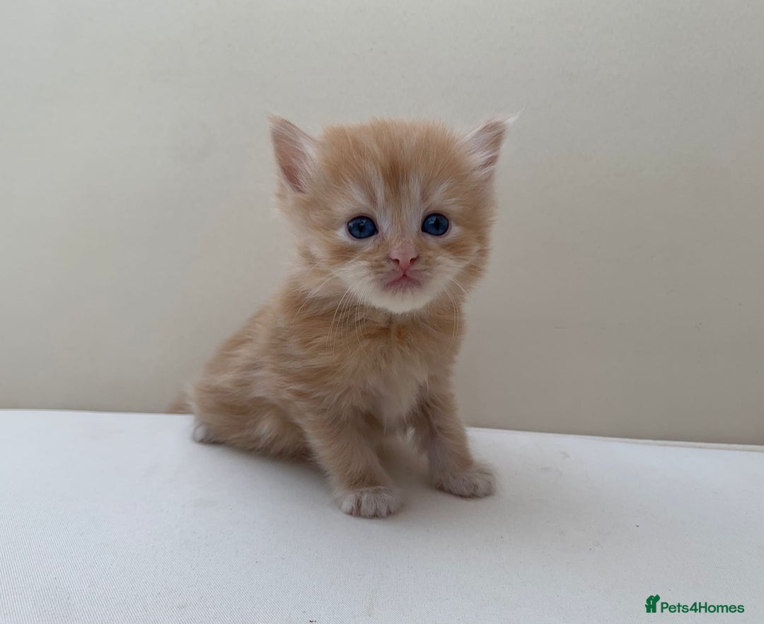 Mixed Breed cats for sale: Gorgeous Siberian Neva Masquerade Cross Kittens! - Image 9