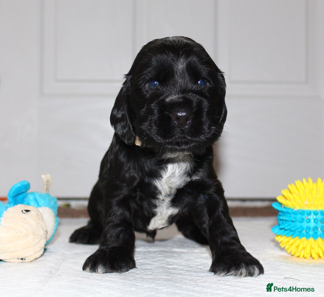 Cocker Spaniel dogs for sale: KC registered Show Cocker Spaniel  - Advert 10