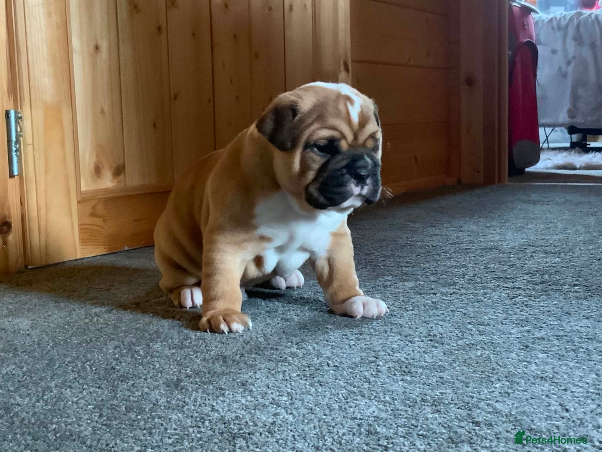 American Bulldog dogs Happy, chunky, healthy American Bulldog puppies  - Advert 1