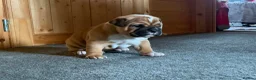 American Bulldog dogs for sale: Happy, chunky, healthy American Bulldog puppies  - Advert 1