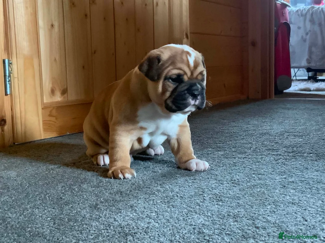 American Bulldog dogs for sale: Happy, chunky, healthy American Bulldog puppies  - Advert 1
