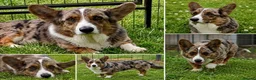 Welsh Corgi Cardigan dogs for adoption: 🐾 GARRY – Male Welsh Corgi Cardigan 🐾 - Advert 3