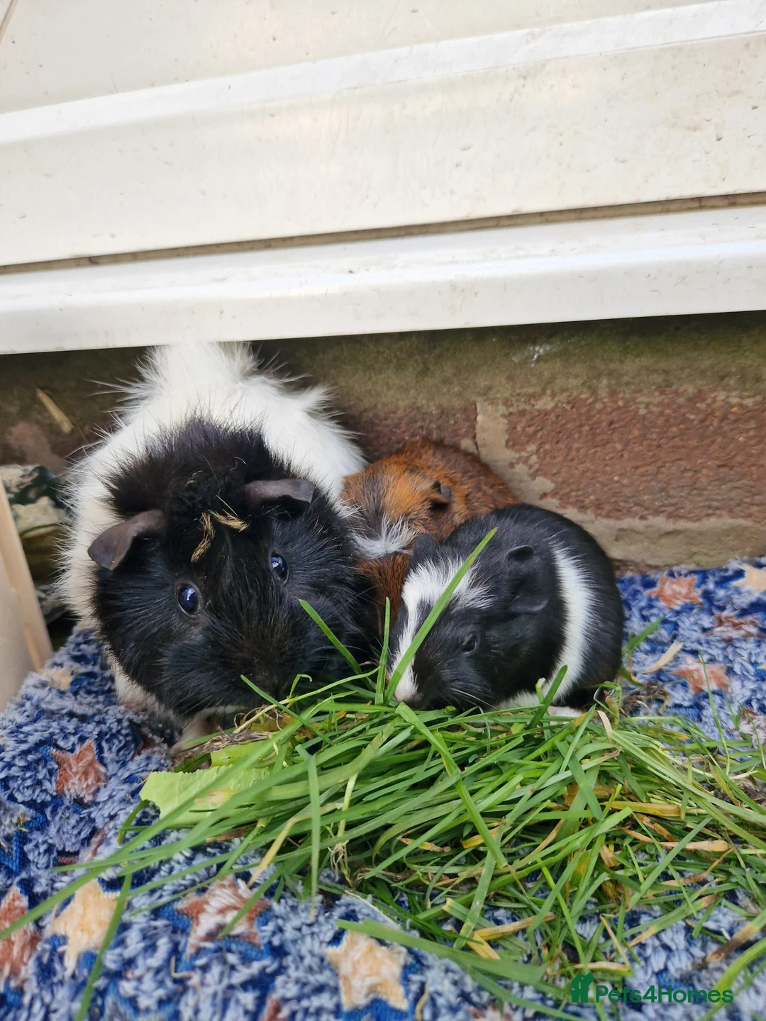 Guinea Pig rodents for sale: Abbymixs female/wont be ready till 29th march 26 - Advert 3