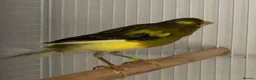 Canaries birds for sale: Raza Canary young male - Advert 1