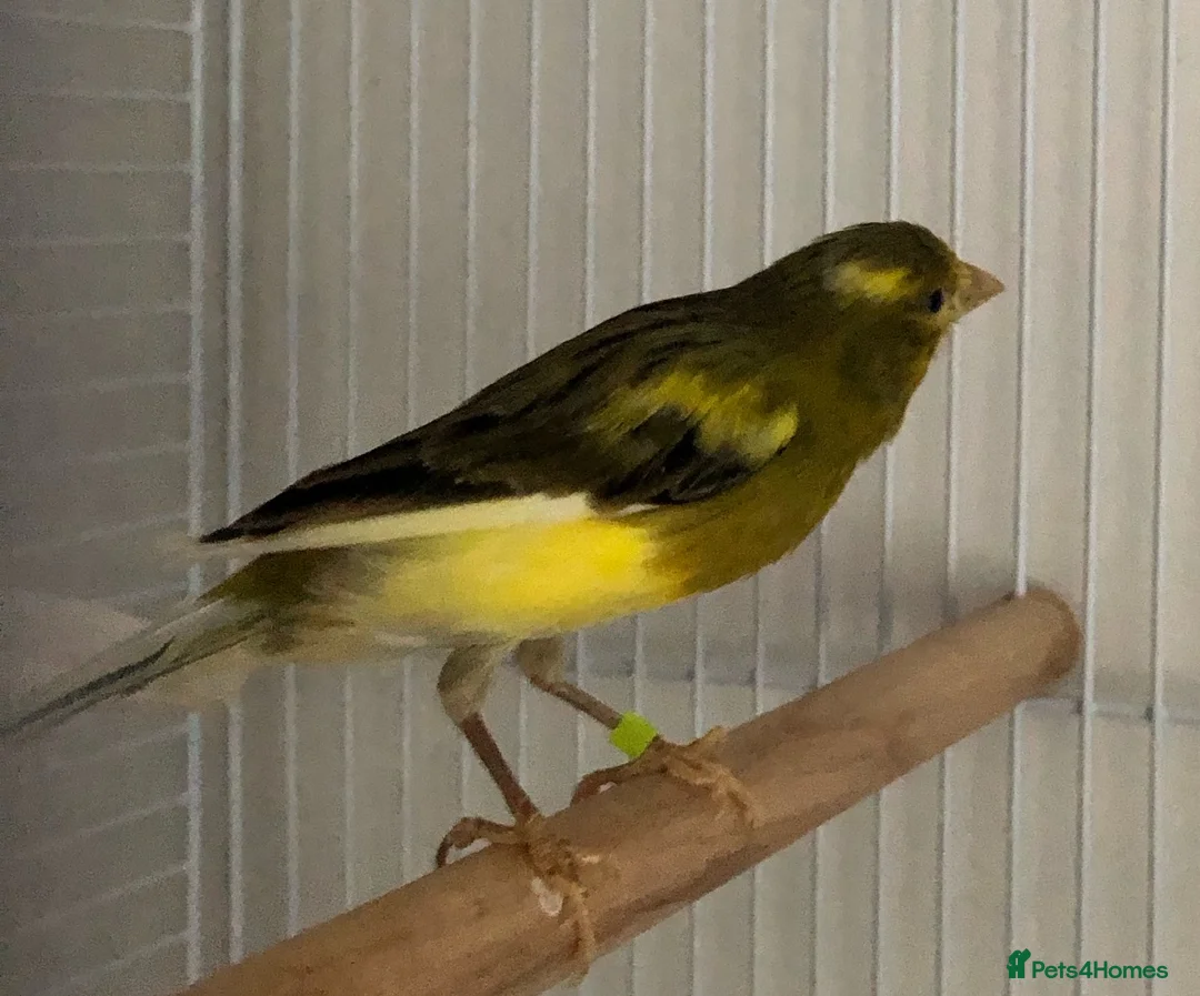 Canaries birds for sale: Raza Canary young male - Advert 1