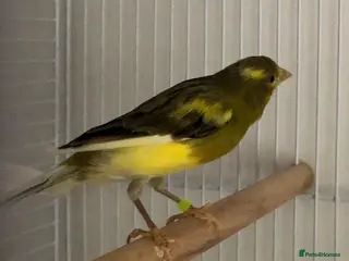 Canaries birds Raza Canary young male - Advert 2